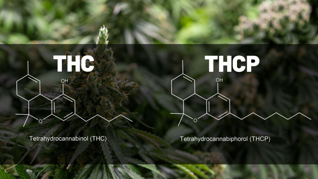 THC vs THCP