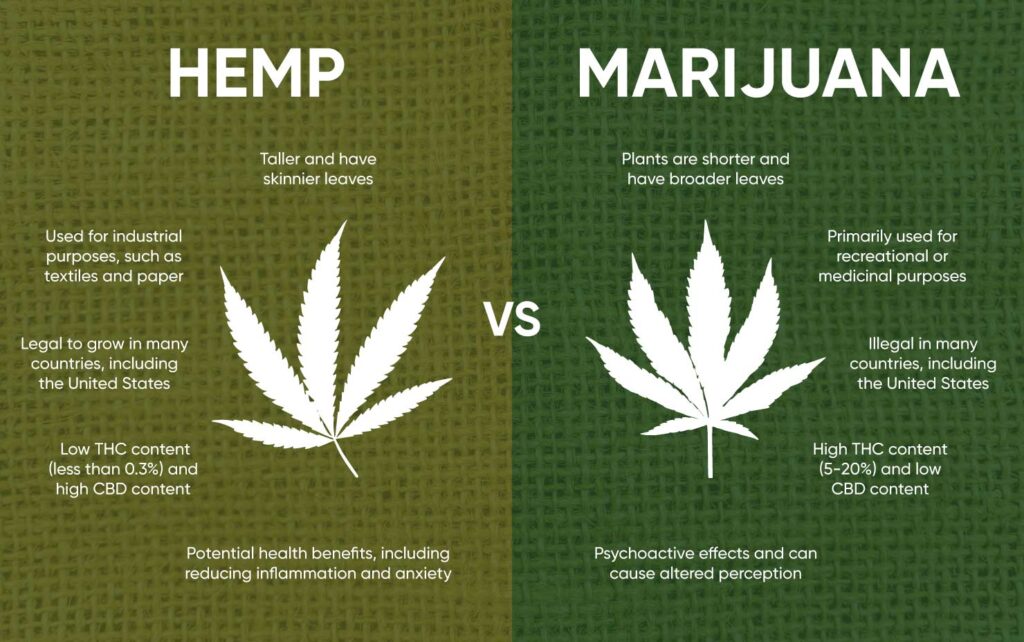 difference between hemp and marijuana