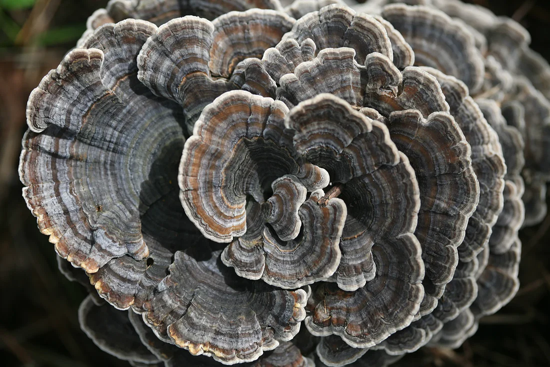 Turkey tail mushroom 2200x 7604c7f8 66db 4ae2 a55b ee3f8eb0023b 1100x